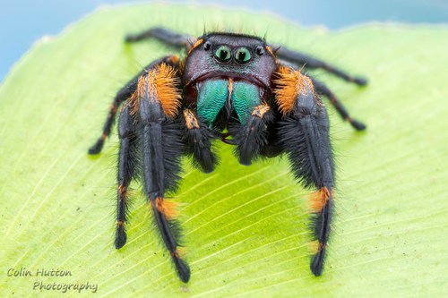 canopy jumping spider