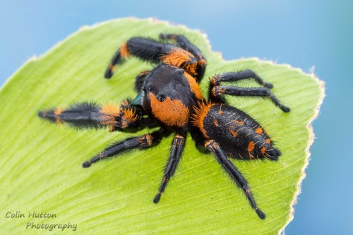 canopy jumping spider