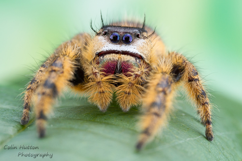 canopy jumping spider
