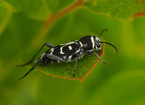 Spruce Zebra Beetle