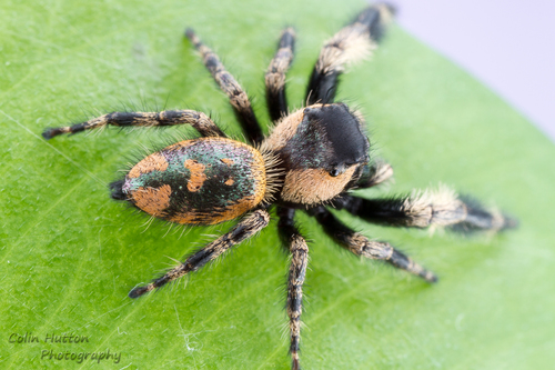 canopy jumping spider