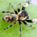 Canopy Jumping Spider - Photo (c) c_hutton, all rights reserved, uploaded by c_hutton