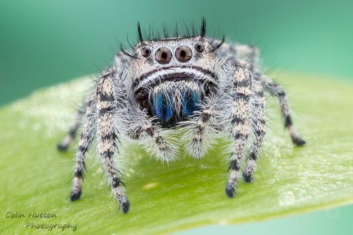 Phoenix Jumping Spider