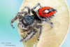 Phoenix Jumping Spider - Photo (c) c_hutton, all rights reserved, uploaded by c_hutton