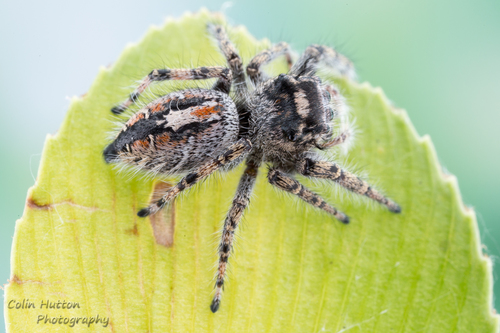 Phoenix Jumping Spider