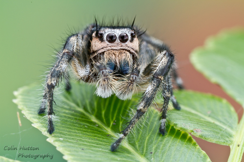 Phoenix Jumping Spider