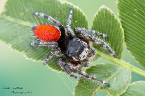 Phoenix Jumping Spider