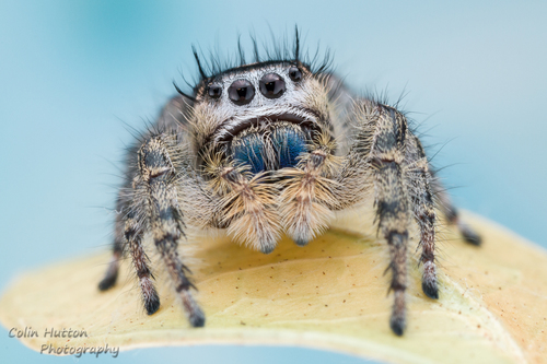 Phoenix Jumping Spider