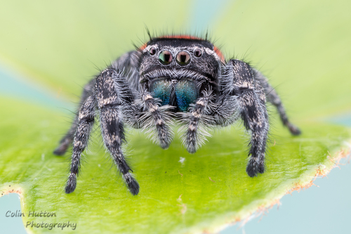 Phidippus pompatus