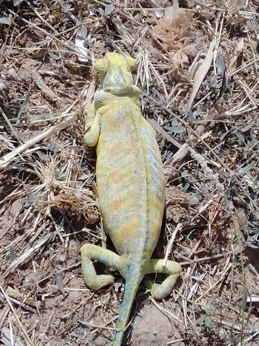 African Chameleon