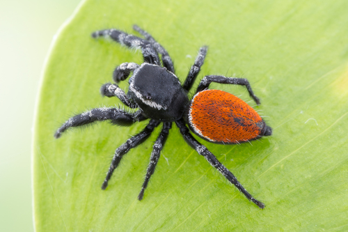 Phidippus pompatus