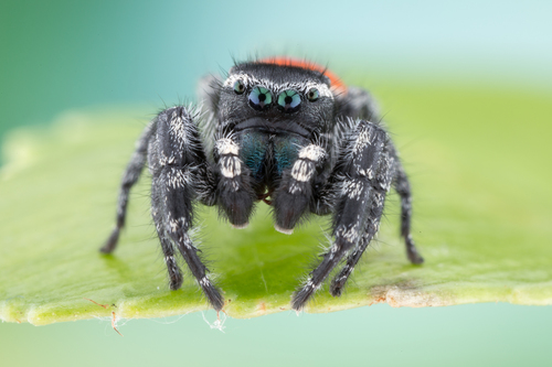 Phidippus pompatus