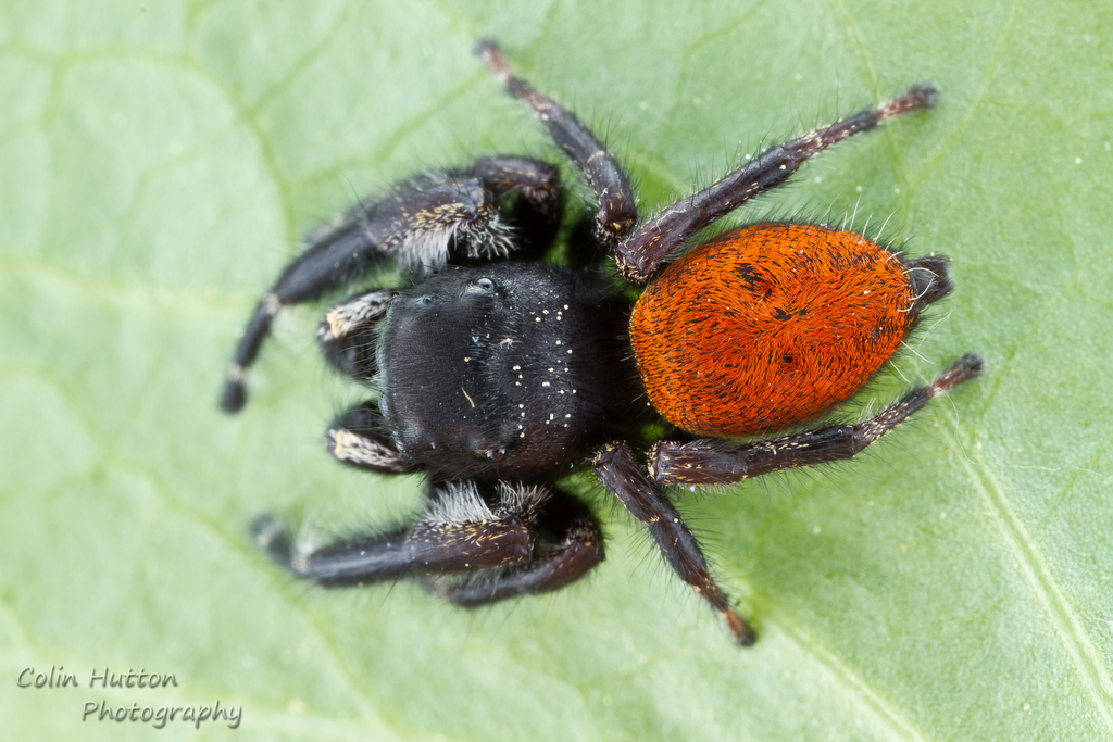 Grayish Jumping Spider (Phidippus princeps) · iNaturalist