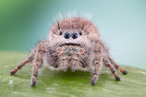 Grayish Jumping Spider