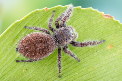 Grayish Jumping Spider