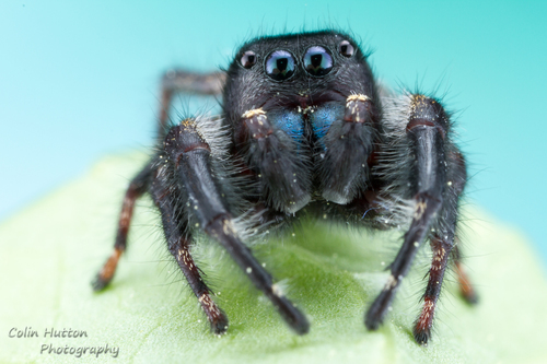 Grayish Jumping Spider