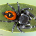 Phidippus princeps pulcherrimus - Photo (c) c_hutton, all rights reserved, uploaded by c_hutton