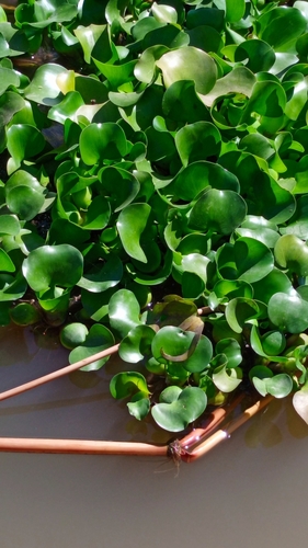 common water hyacinth
