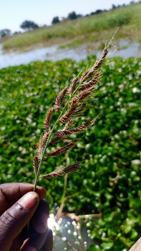 barnyardgrass