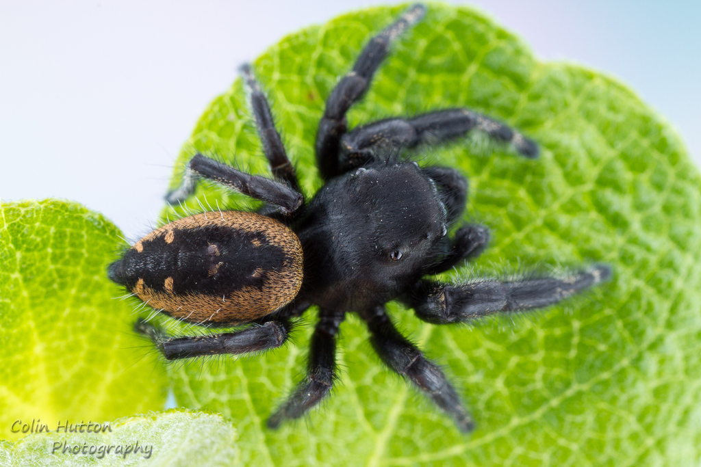 Purple Jumping Spider
