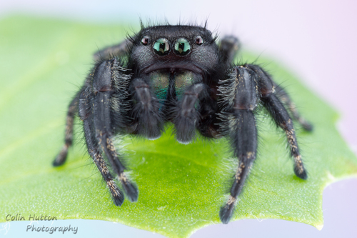Marbled Purple Jumping Spider