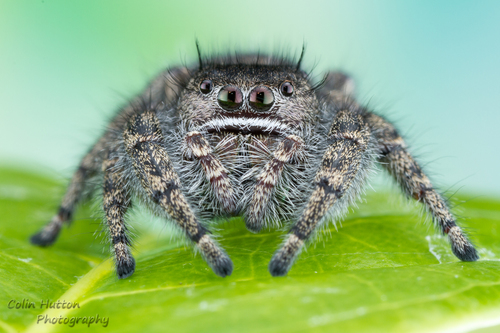Marbled Purple Jumping Spider