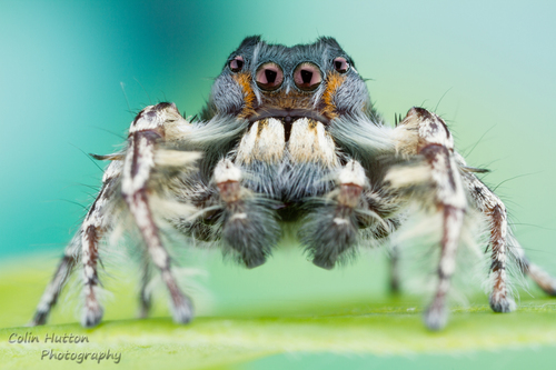 The Putnam's jumping spider, Lifestyles