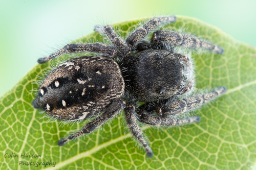 Marbled Purple Jumping Spider