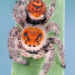 Regal Jumping Spider - Photo (c) c_hutton, all rights reserved, uploaded by c_hutton