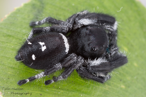 Regal Jumping Spider