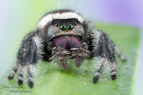 Regal Jumping Spiders