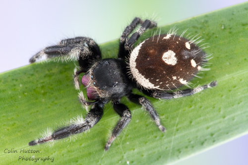 Regal Jumping Spider