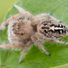 Phidippus texanus - Photo (c) c_hutton, all rights reserved, uploaded by c_hutton