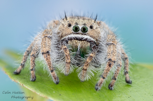 Phidippus texanus