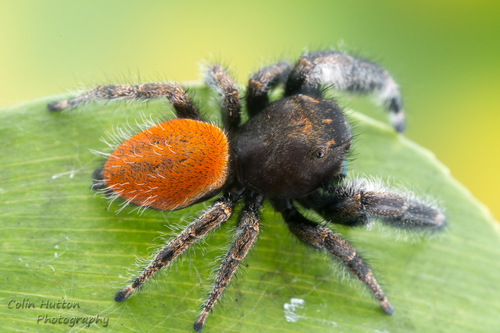 Phidippus texanus