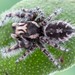 Phidippus tigris - Photo (c) c_hutton, all rights reserved, uploaded by c_hutton