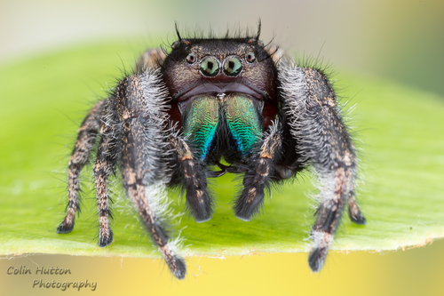 Phidippus texanus