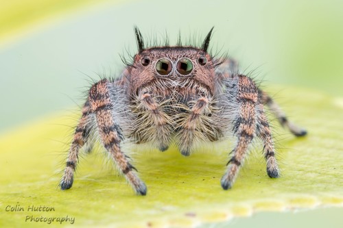 Phidippus toro