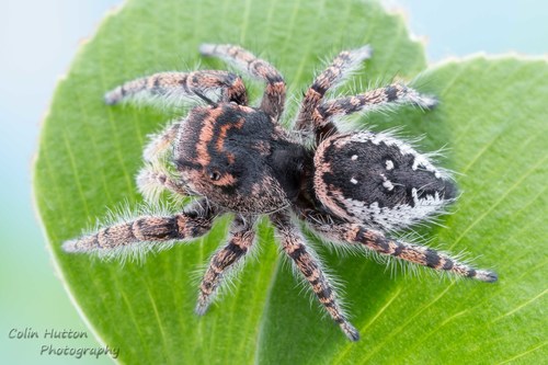 Phidippus toro