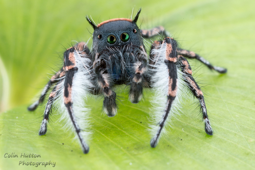 Phidippus toro
