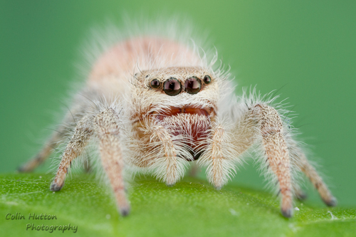 Phidippus tux
