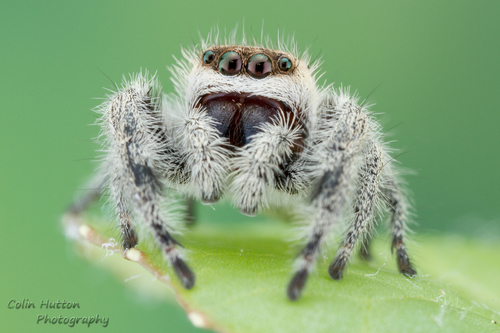 Phidippus tux