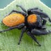 Phidippus tyrannus - Photo (c) c_hutton, all rights reserved, uploaded by c_hutton