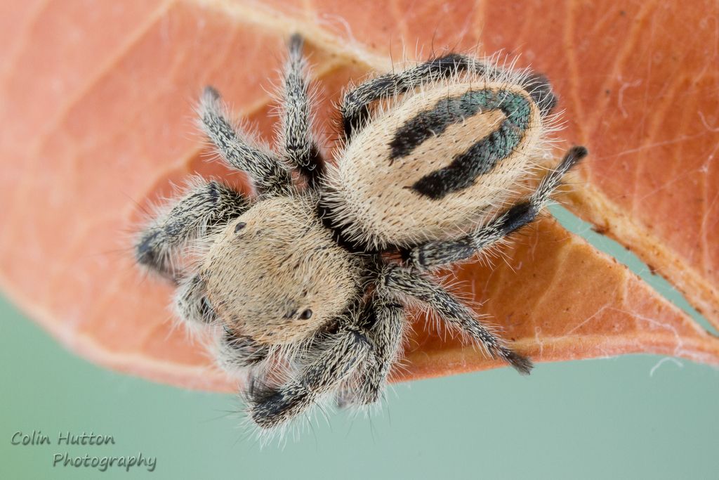 Phidippus tux · iNaturalist