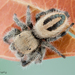 Phidippus tux - Photo (c) c_hutton, all rights reserved, uploaded by c_hutton