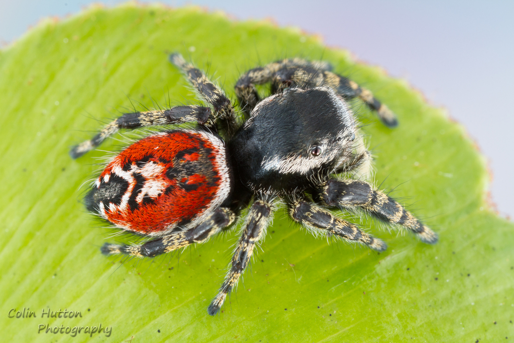 ゆり　内容の確認をお願いします。　1/f Spider Six-spotted Fishing Spider - Bugs In Cyberspace