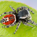 Tyrell's Tufted Jumping Spider - Photo (c) c_hutton, all rights reserved