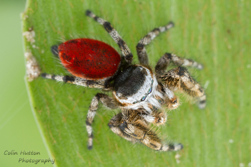 Tyrell's Tufted Jumping Spider