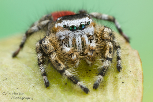 Tyrell's Tufted Jumping Spider