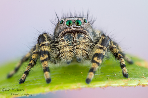 Tyrell's Tufted Jumping Spider